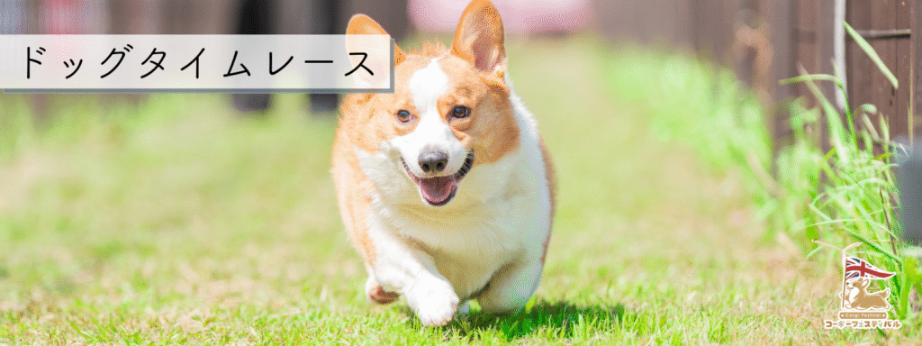 ドッグタイムレース