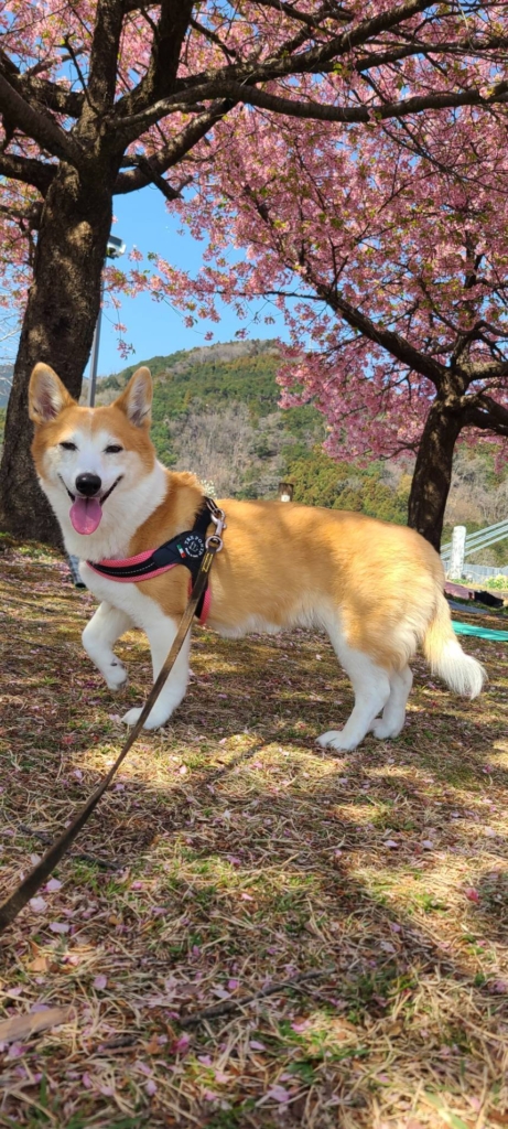 かず子ちゃん