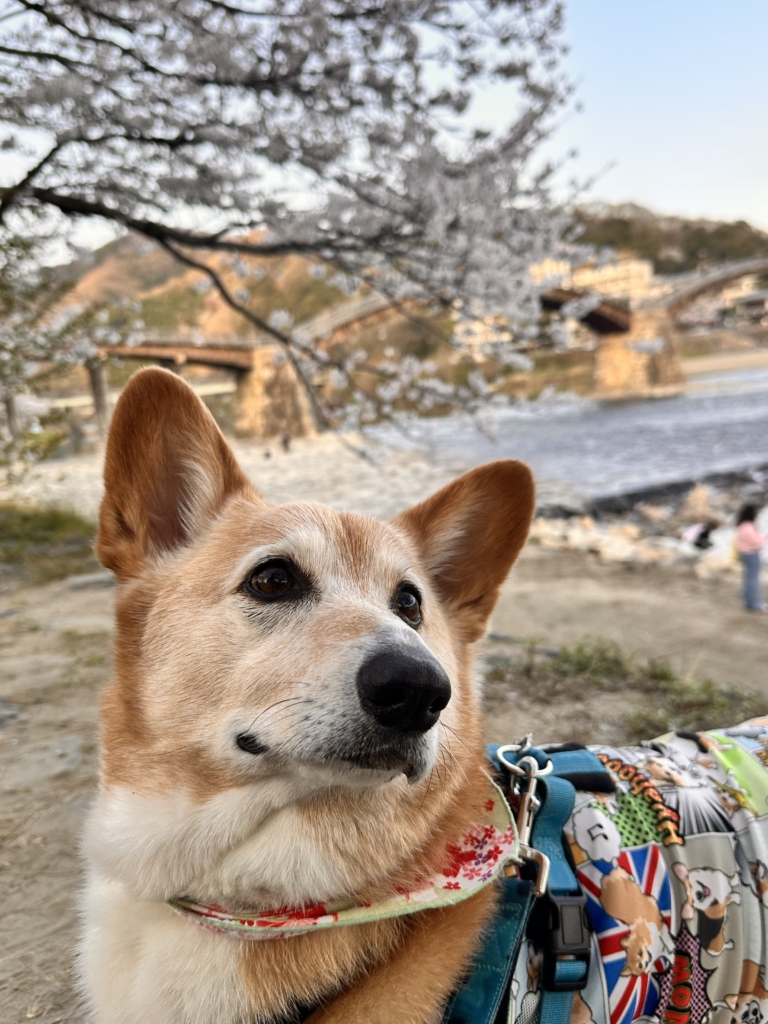 HALANGくん