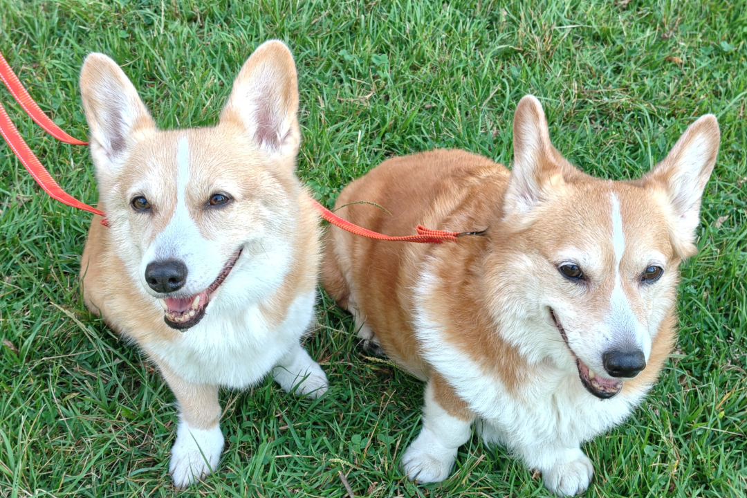 CORGI コーギー　 100周年　フライトコレクション　ライト兄弟 コーギーフェスティバル公式サイト