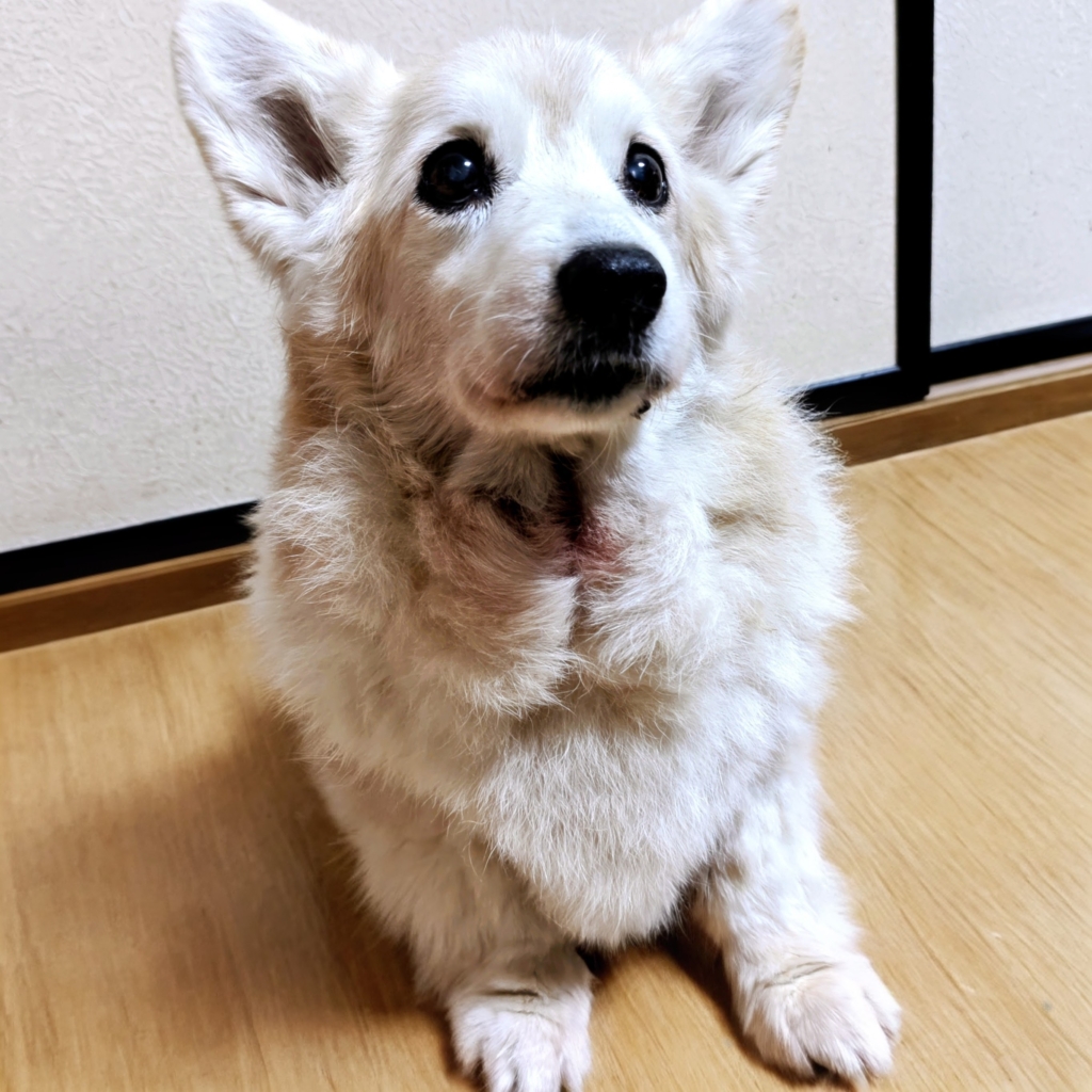 ソフィーちゃん