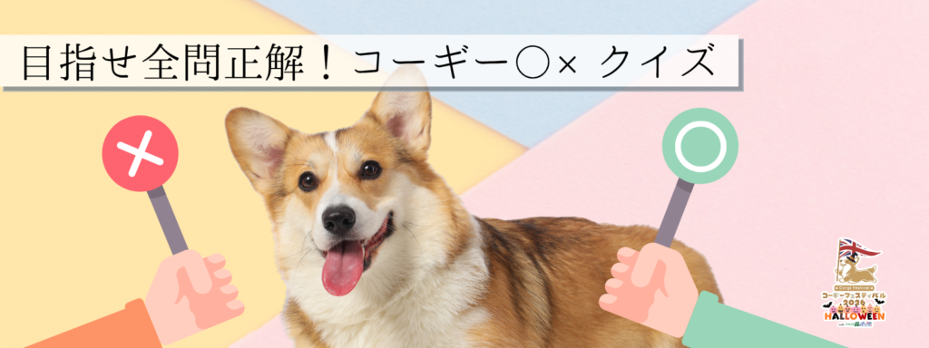 目指せ全問正解！コーギー〇×クイズ