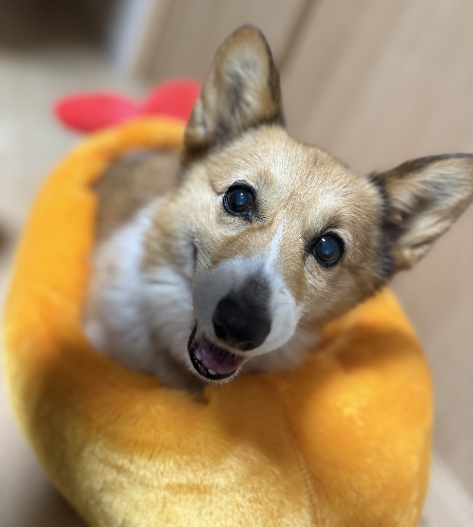もこちゃん