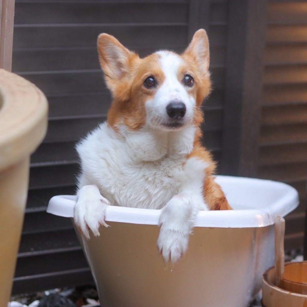 ももちゃん
